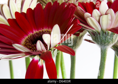 Gerbera Foto Stock