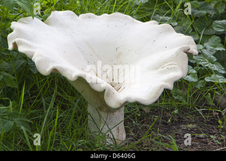 funghi commestibili Foto Stock