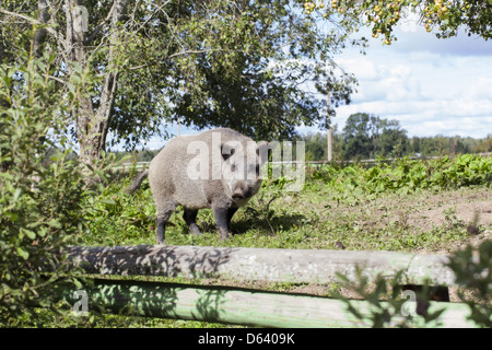 Cinghiale in country house garden Foto Stock