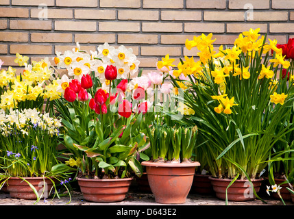 Fiori di Primavera contro un muro di mattoni Foto Stock