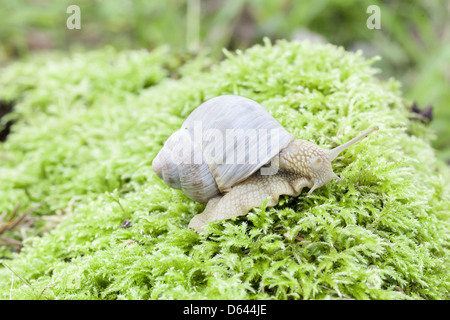 Snail strisciando sulla foresta moss Foto Stock