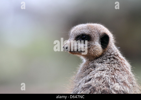 Meerkat o suricate, Suricata suricatta Foto Stock