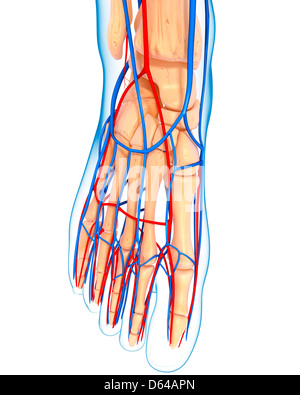 Anatomia del piede, artwork Foto Stock