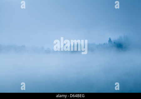 Foresta nella nebbia mattutina Foto Stock