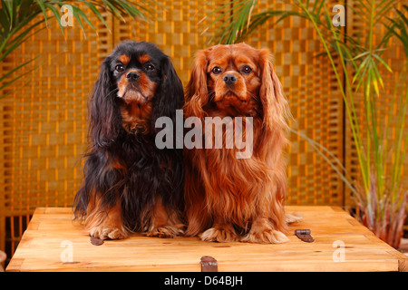 Cavalier King Charles Spaniel, coppia, nero-e-tan e ruby |Cavalier King Charles Spaniel, Paar, nero-e-tan und ruby Foto Stock