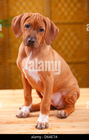 Ridgeback rhodesiano, cucciolo, dieci settimane |Ridgeback rhodesiano, Welpe, 10 Wochen Foto Stock