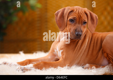 Ridgeback rhodesiano, cucciolo, dieci settimane |Ridgeback rhodesiano, Welpe, 10 Wochen Foto Stock