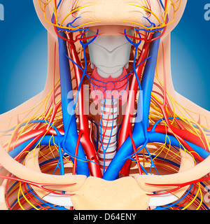 Anatomia del collo, artwork Foto Stock