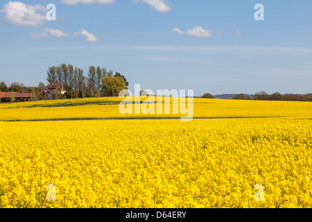 Olio campo di colza Foto Stock