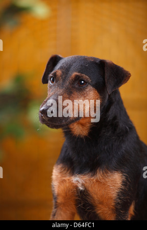 Il tedesco caccia Terrier |Deutscher Jagdterrier Foto Stock