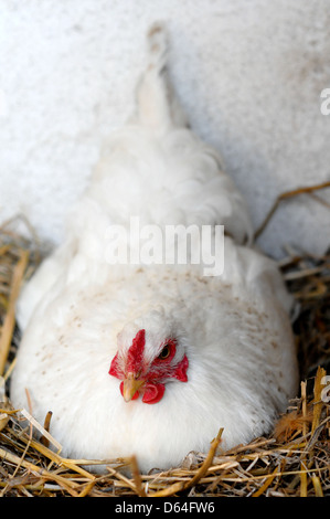 Pollo bianco sitten in un nido di paglia sulle sue uova Foto Stock