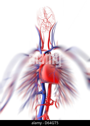 Sistema cardiovascolare, artwork Foto Stock