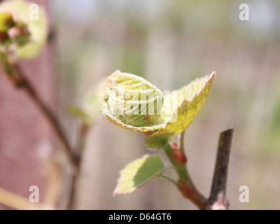Gemme sulle viti che segnalano l'arrivo della primavera, mostrando le prime fasi della crescita delle piante. Queste gemme verdi sono un segno di nuova vita e crescita con il passare della stagione. Foto Stock