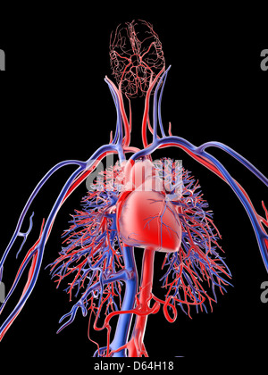 Sistema cardiovascolare, artwork Foto Stock