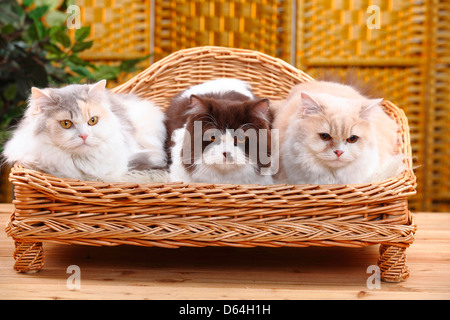 British Longhair Gatti, blu-bianco-crema, cioccolato bianco e bianco-crema / Highlander, Lowlander, Britanica Foto Stock