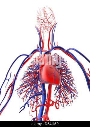 Sistema cardiovascolare, artwork Foto Stock