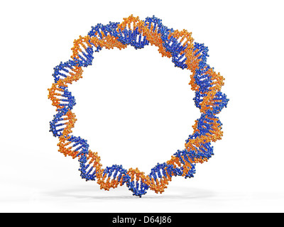 Molecola di DNA circolare, artwork Foto Stock