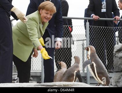 Il cancelliere tedesco Angela Merkel alimenta i pinguini in Oceaneum durante il Consiglio degli Stati del Mar Baltico" vertice leader in Stralsund, 31 maggio 2012. Foto: Fabian Bimmer +++(c) dpa - Bildfunk+++ Foto Stock