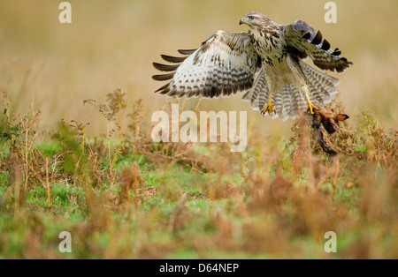 Comune poiana, Buteo buteo, uccello selvatico tenendo carrion in tallons. Isle of Mull, Scotland, Regno Unito. Foto Stock