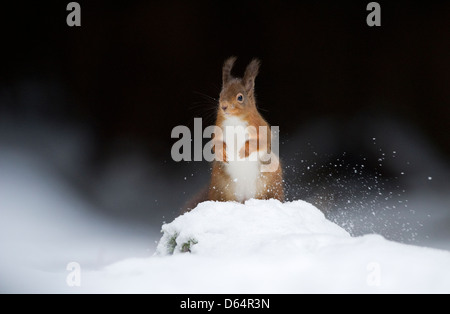 Scoiattolo rosso Sciurus vulgaris, permanente sulla coperta di neve a terra neve sfiora verso l'alto con la sua coda. Contea di Durham, Inghilterra, Regno Unito. Foto Stock