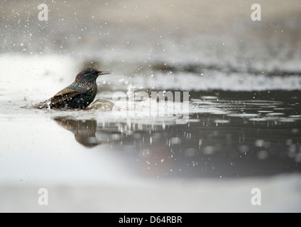 Starling, Sturnus vulgaris, balneazione in una pozza sul ciglio della strada. Isle of Mull, Scotland, Regno Unito. Foto Stock