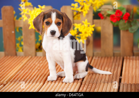 Beagle, cucciolo, 9 settimane |Beagle, Welpe, 9 Wochen Foto Stock