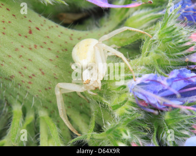 Una fotografia ravvicinata di un ragno di granchio bianco (Misumena vatia) seduto su un fiore. L'immagine mostra le sue caratteristiche peculiari e la naturale mimetizzazione. Foto Stock