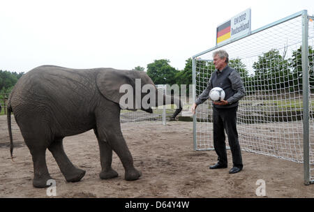 Mucca elefante Nelly interagisce con ex nazionale tedesco di portiere Sepp Maier al parco Serengeti di Hodenhagen, Germania, 06 giugno 2012. Prima di ogni partita della squadra tedesca Nelly sta per prendere una meta-calci a due obiettivi. Se lei colpisce l'obiettivo della squadra avversaria, il tedesco della nazionale di calcio sarà vincere la loro prossima partita. Nelly's profezia per la Germania la partita contro il Portogallo è una w Foto Stock