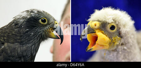 (FILE) un archivio immagine composita datata 26 aprile 2012 (R) e 05 giugno 2012 (L) mostrano parrot Nelson dallo zoo di Halle, Germania. Il Kea, che giornali britannici denominato il più brutto parrot nel mondo a causa della sua precedente mancanza di piume, è cresciuta e fiorita. Foto: Hendrik Schmidt (L)/Peter Endig (R) Foto Stock