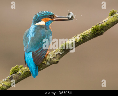 Kingfisher con pesce Foto Stock