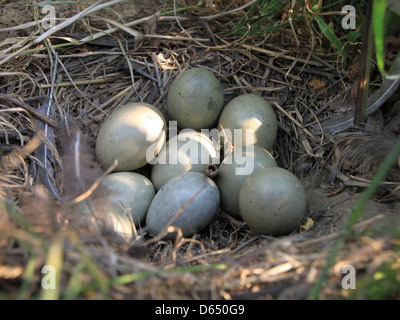 Nido di un fagiano con otto uova catturate in natura. La foto offre una vista ravvicinata del nido, con le uova chiaramente visibili e disposte in un ambiente naturale. Foto Stock