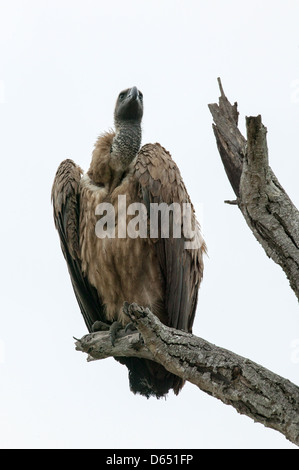 White-backed Vulture Gyps africanus appollaiato sulla cima di un alto albero morto Foto Stock