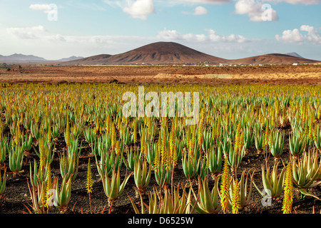 Piantagione di medicinali di aloe vera pianta nelle isole Canarie Foto Stock