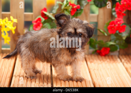 Razza cane, cucciolo, 11 settimane (x di Pomerania Chihuahua) / Pomchi, Chiranian Foto Stock