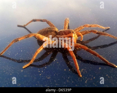 L'immagine mostra il Big Spider Galaxy (NGC 253) catturato dal telescopio S2 nel 2012. La galassia, di tipo a spirale, si trova nella costellazione di Scultore e dista circa 11,4 milioni di anni luce dalla Terra. La sua luminosa sporgenza centrale e i suoi ampi bracci a spirale sono visibili nell'immagine, rivelando le sue regioni attive di formazione stellare. Foto Stock