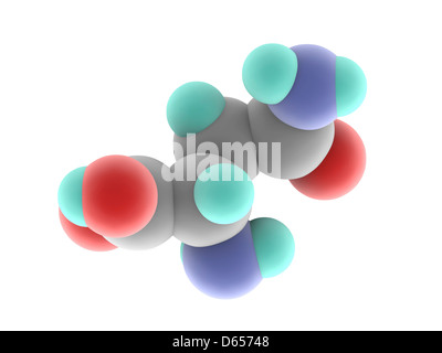 Molecola di asparagina Foto Stock