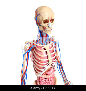Anatomia Umana, artwork Foto Stock