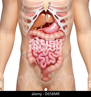 Maschio sistema digestivo, artwork Foto Stock