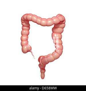 Grandi intestini, artwork Foto Stock