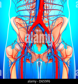 Anatomia pelvi, artwork Foto Stock