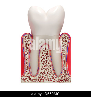 Dente sano, artwork Foto Stock