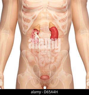 Il sistema urinario, artwork Foto Stock