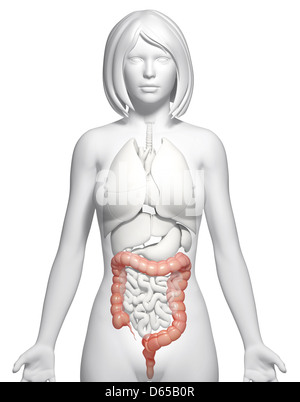 Femmina di intestino crasso, artwork Foto Stock