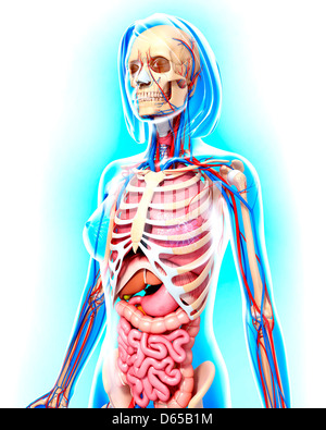 Anatomia femminile, artwork Foto Stock