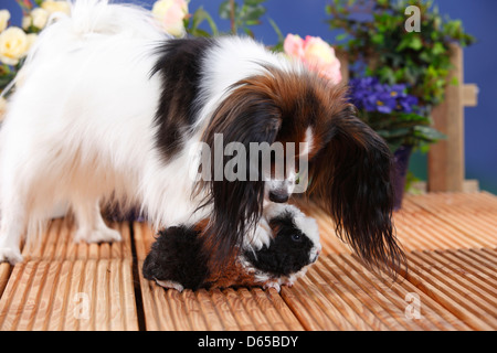 Papillon e Merino cavia, tartaruga-e-bianco / Continental Toy Spaniel, Butterfly Dog Foto Stock