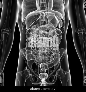 Anatomia Umana, artwork Foto Stock