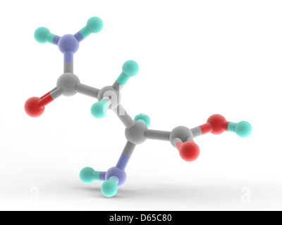 Molecola di asparagina Foto Stock