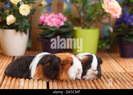 Sheltie cavia, tartaruga-e-bianco e rosso-bianco Foto Stock