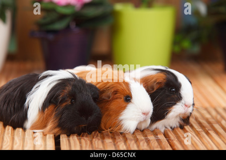 Sheltie cavia, tartaruga-e-bianco e rosso-bianco Foto Stock