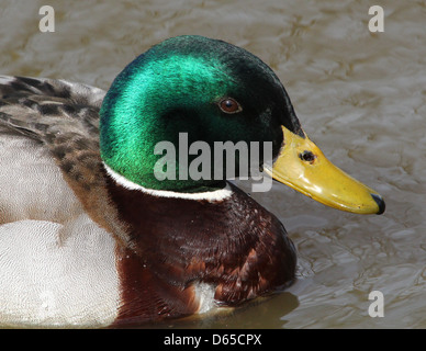 Dettagliato di close-up di testa e la parte superiore del corpo di un maschio di anatra selvatica o di Drake il germano reale (Anas platyrhynchos) nuoto Foto Stock